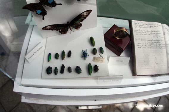 Tropical insect display