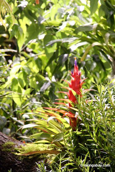red bromeliad flower