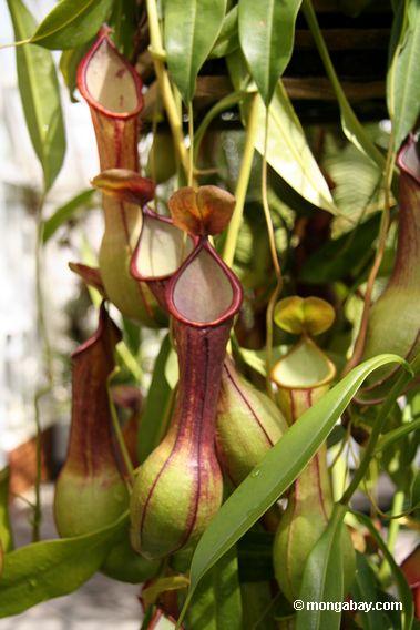 Nepenthes pitcher plant