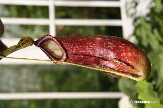 Nepenthes sanguinia pitcher plant