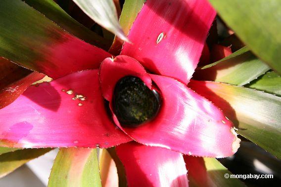 red leaved bromeliad