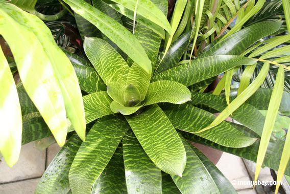 bromeliad veined leaves
