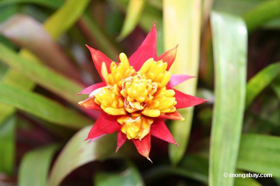 red and yellow bromeliad flower