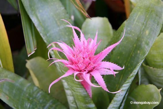 pink bromeliad flower