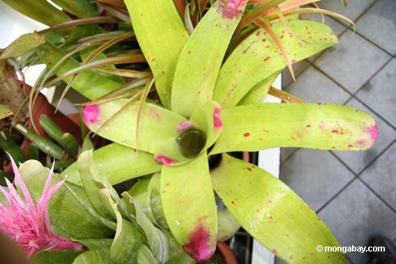 pink and green bromeliad
