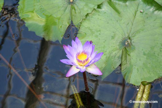 water lily lavender flower