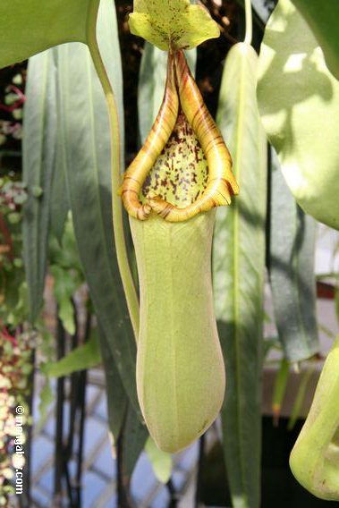 Nepenthes pitcher plant