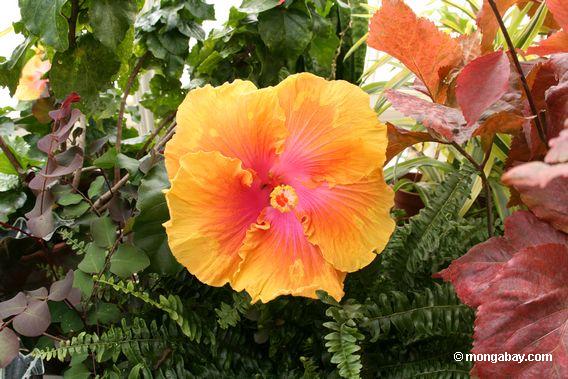 giant orange hibiscus