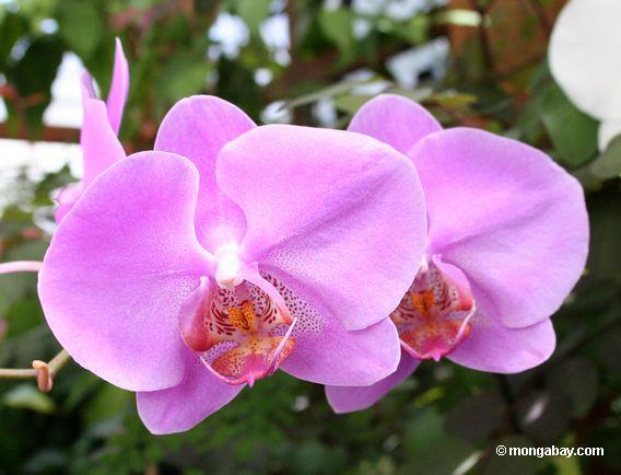 lavender orchids