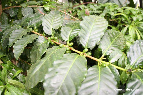 green coffee beans on Coffea arabica bush
