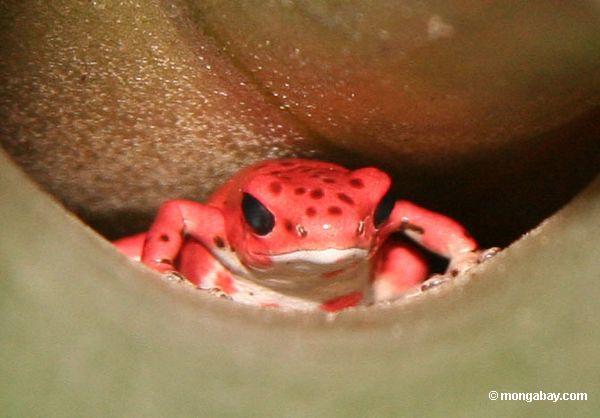 Strawberry poison-dart frog in a bromeliad 