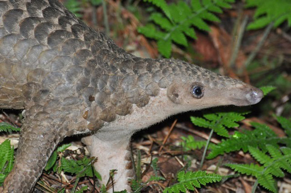 Sunda pangolin.