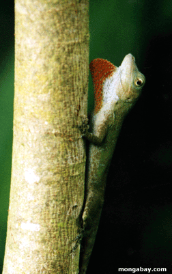 Male Anole, Costa Rica