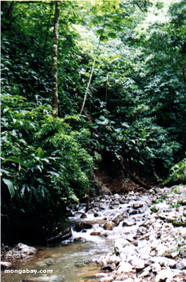 Osa Creek