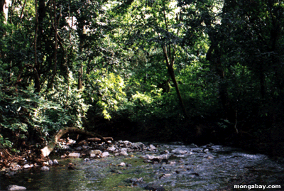 Osa Creek [costa_ricacr_creek2]