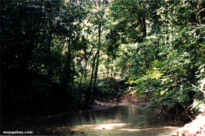 Osa Creek [costa_ricacr_creek3]