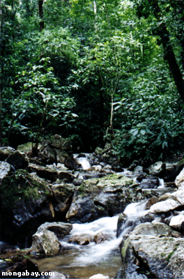 Osa Creek [costa_ricacr_stream]