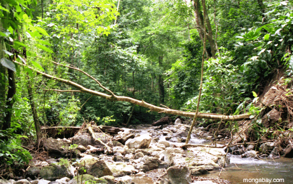 Osa Creek [costa_ricacreek_fallen_tree]
