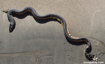 Yellow-bellied sea snake, Costa Rica