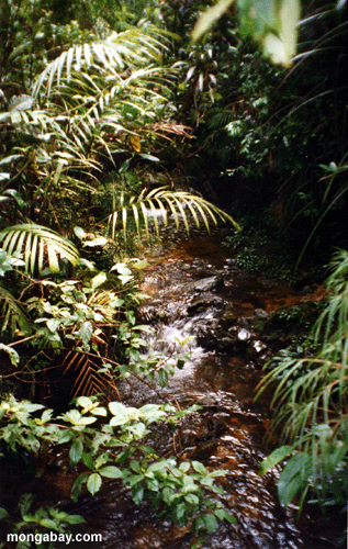 Highland creek (blackwater)