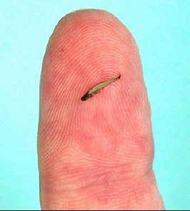 Picture of the world's smallest fish