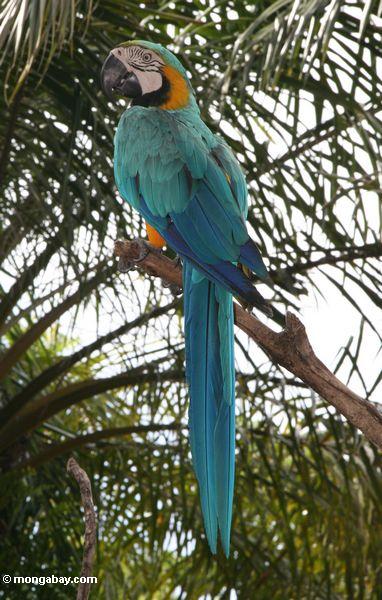 Blue and Gold Macaw (Ara ararauna)