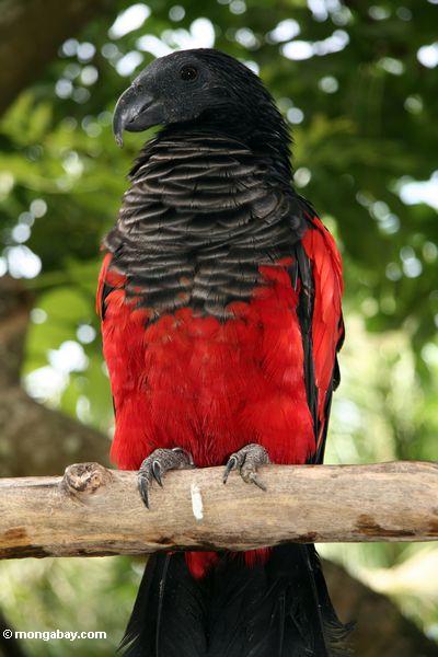 Pesquet's Parrot � Psittrichas fulgidus