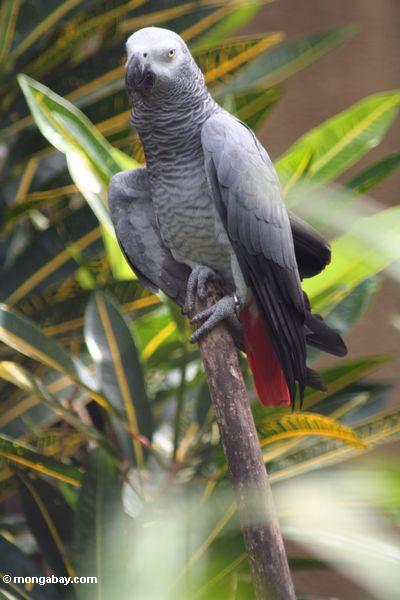 Photo African Grey Parrot Psittacus Erithacus