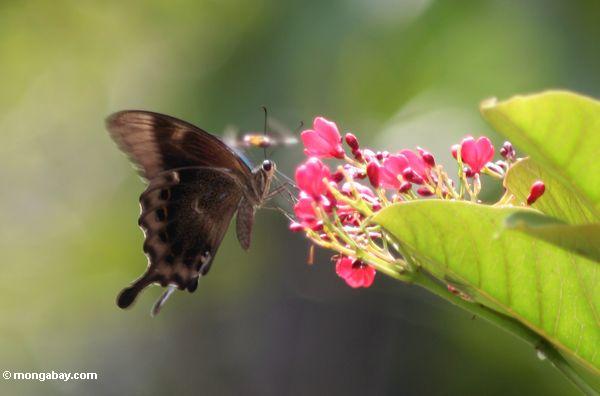 Butterfly feeding on pink flower in Bali