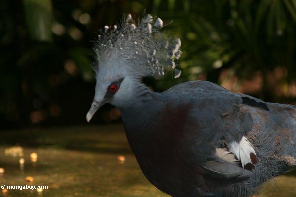 Western Crowned Pigeon (Goura cristata)