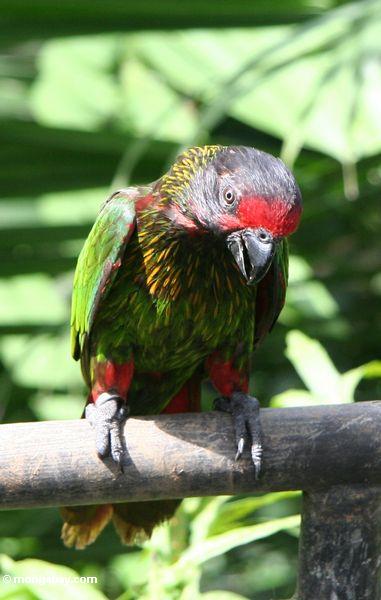 Immature Lory from Indonesia