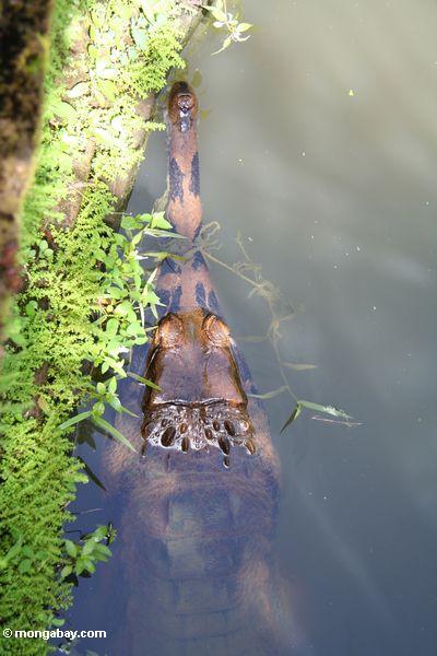 Slender snout crocodile (Crocodylus cataphractus)