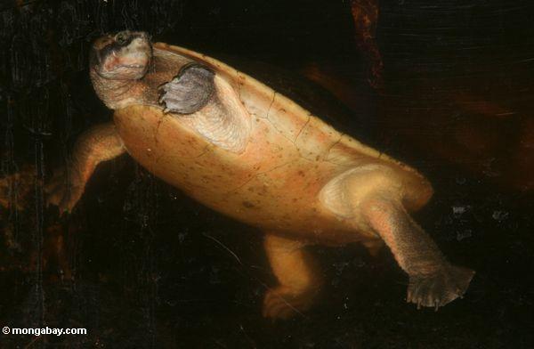 Snake necked turtle (Chelodina seinbenrocki)