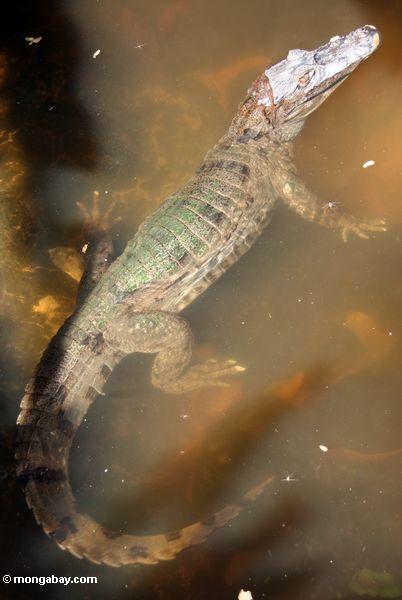 Spectacled caiman (Caiman crocodilius)