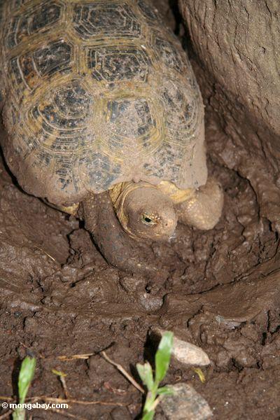 Indotestudo elongata - The Elongated Tortoise