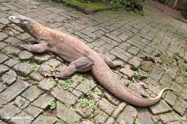 World's biggest lizard: Komodo Dragon (Varanus komodoensis). Photo by: Rhett A. Butler.