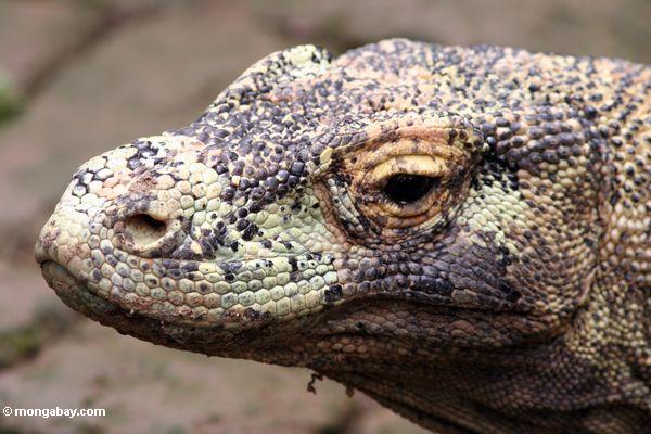 Komodo dragon in Indonesia.