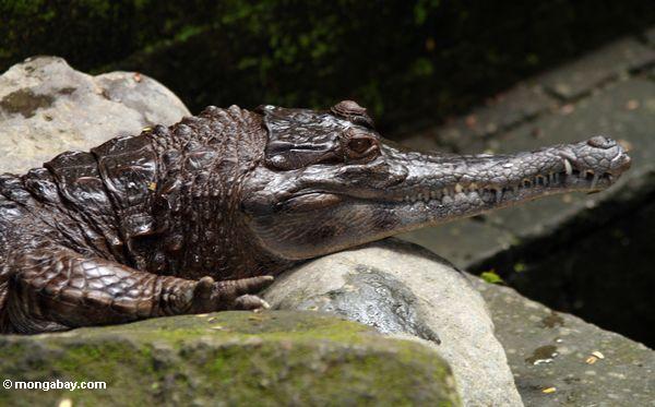 False gharial - Tomistoma schlegelii