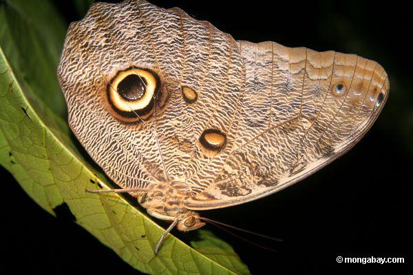 The Owl butterfly (Caligo idomeneus) is a large tropical butterfly characte...