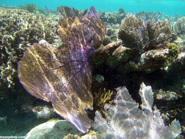 Sea fans on a coral reef off the coast of Mexico. Photo by: Rhett A. Butler.