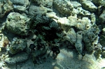 Boxfish Cancun, Mexican Riviera, Mexico