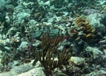 Caribbean reef Cancun, Mexican Riviera, Mexico