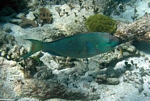 Parrotfish Cancun, Mexican Riviera, Mexico
