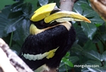 Great Hornbill (Buceros bicornis)