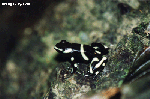 Green Poison Dart Frog, Costa Rica [Pacific variant, has more black than the Caribbean variant]