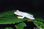 Glass Frog, Costa Rica